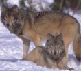 /album/photo-gallery-soorten-wolven/cascade-mountain-wolf-jpg/